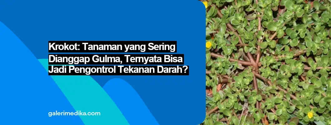 Krokot: Tanaman yang Sering Dianggap Gulma, Ternyata Bisa Jadi Pengontrol Tekanan Darah?