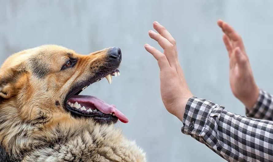 Penyakit Akibat Hewan Selain Virus Corona