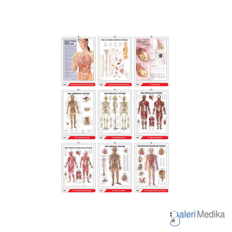 3D Anatomichal Chart